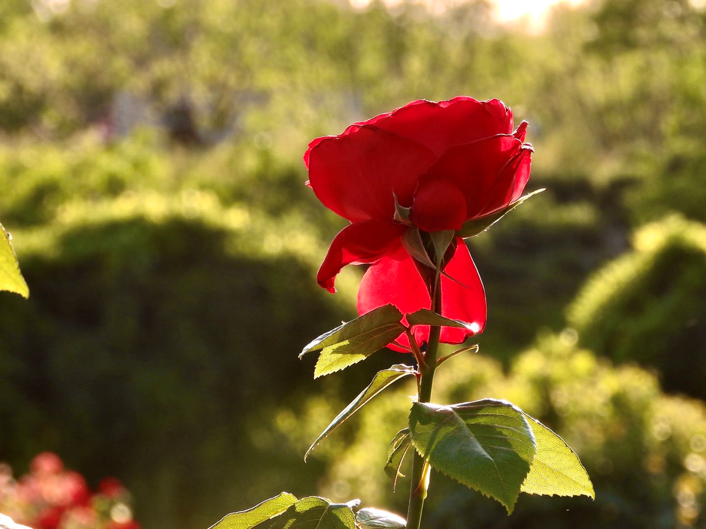 初夏时节的月季花 环游号