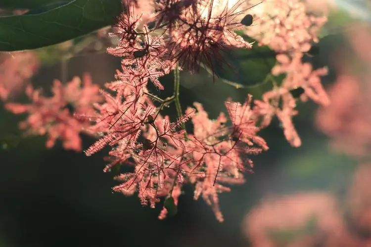 【创森动态】丰台区公园管理中心所属公园赏花指南-环游号