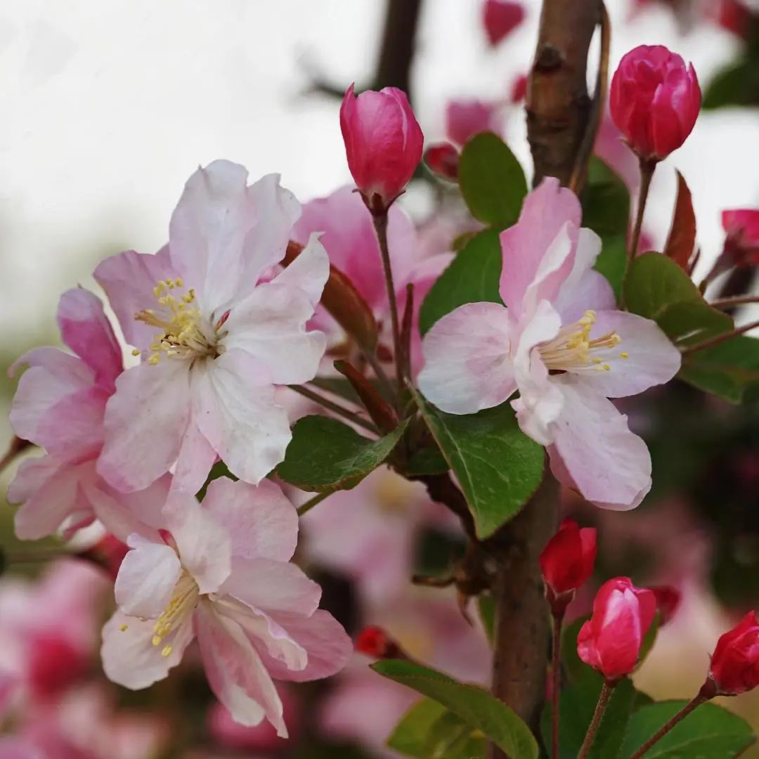 创森动态丰台区公园管理中心所属公园赏花指南