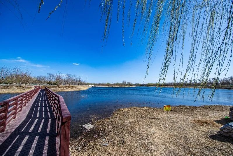 南苑森林湿地公园生物大家庭不断扩容