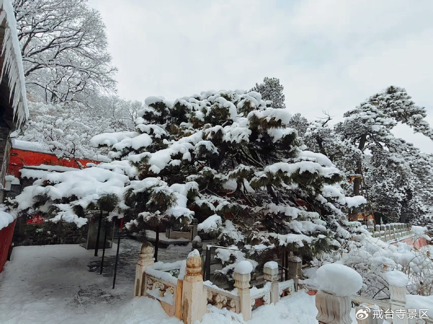 二十四节气大寒 |十大名松·雪境寻古